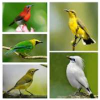1000 Kicau Burung Lengkap icon