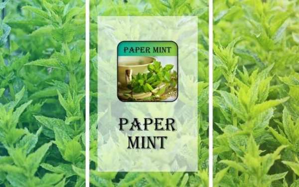 Papermint screenshot 3