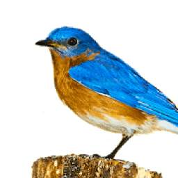 Suara Terapi Burung 2.3