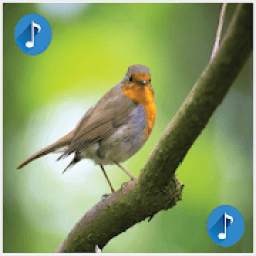 Birds sounds, ringtones birds