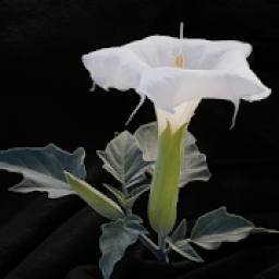 ikon 160 Photo Crosswords