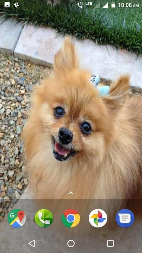 Pomeranian Dog Wallpapers HD screenshot 1