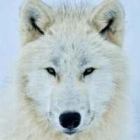 White Wolf Wallpapers