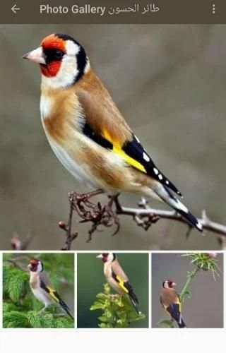 صوت الحسون اسمع واستمتع
‎ screenshot 1