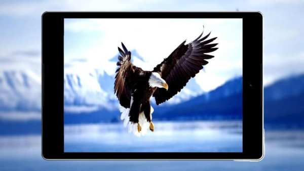 Panduan Eagle Wallpaper Hd screenshot 10