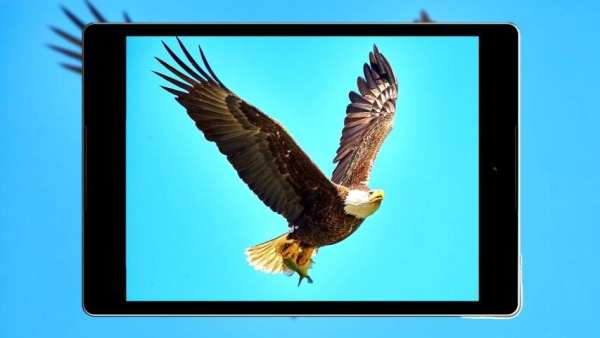 Panduan Eagle Wallpaper Hd screenshot 3