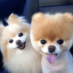 ikon Pomeranian Dog Wallpapers HD