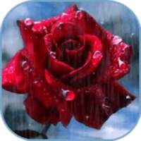 Imágenes De Flores y Rosas Románticas on 9Apps