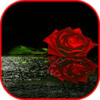 Romantic Roses Wallpaper Animated Gif Images 4K on 9Apps