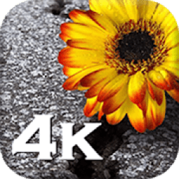 ikon Flowers Wallpaper-HD Wallpapers