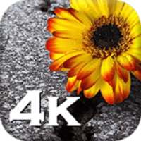 Flowers Wallpaper-HD Wallpapers on 9Apps