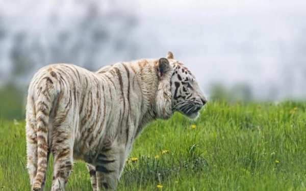 Tiger Live Wallpaper स्क्रीनशॉट 3