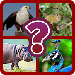 Birds Animal Quiz - Guess the Birds Animal Game icon