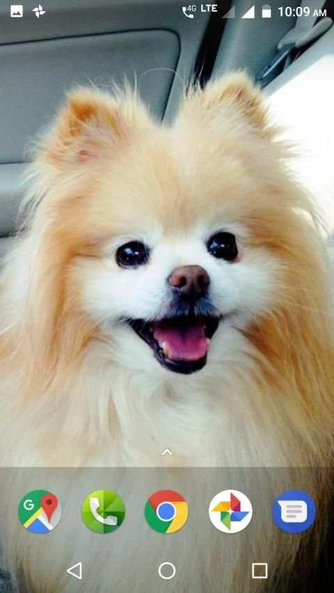 Pomeranian Dog Wallpapers HD screenshot 5