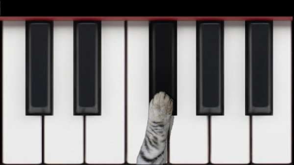 Cat Piano screenshot 15