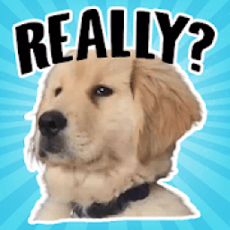 ikon Golden Retriever Stickers for WhatsApp