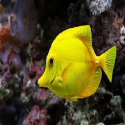 Fish Game आइकन