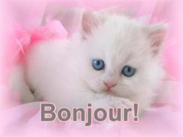 BONJOUR! screenshot 3