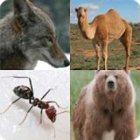 Reveal the Animal Quiz