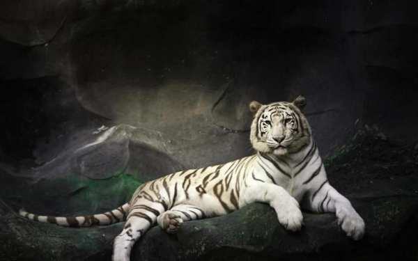 Tiger Live Wallpaper screenshot 2