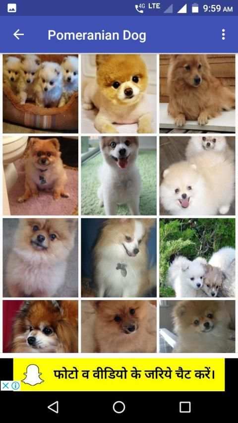 Pomeranian Dog Wallpapers HD screenshot 6
