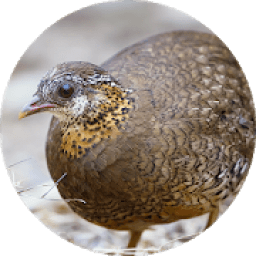 เสียงนกกระทาต่อ आइकन