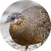 เสียงนกกระทาต่อ