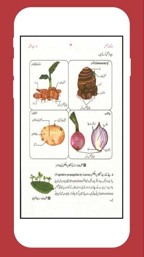 Biology 10 Urdu Medium (Offline) स्क्रीनशॉट 6