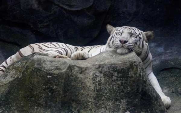 Tiger Live Wallpaper screenshot 1