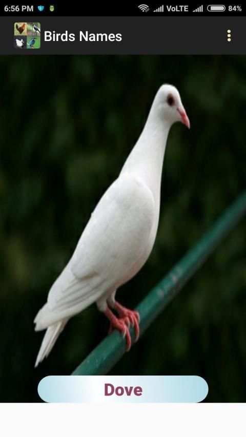 Birds Names स्क्रीनशॉट 2