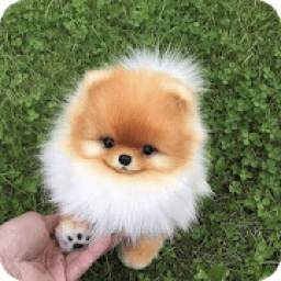 Dog wallpapers - Puppy, Pomeranian Wallpapers