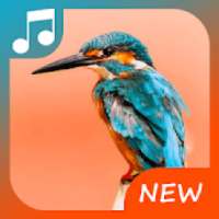 Bird call - sounds & ringtones