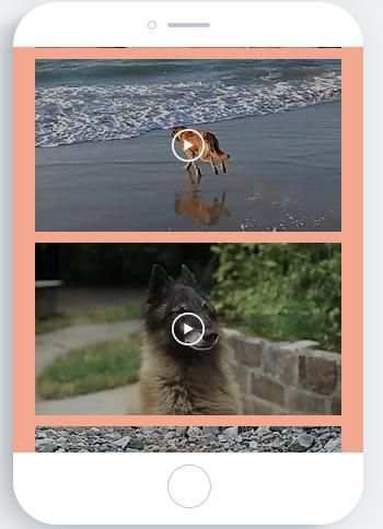 Dogs screenshot 2