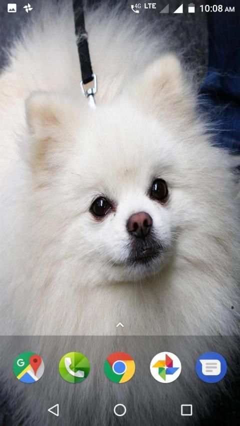 Pomeranian Dog Wallpapers HD screenshot 3