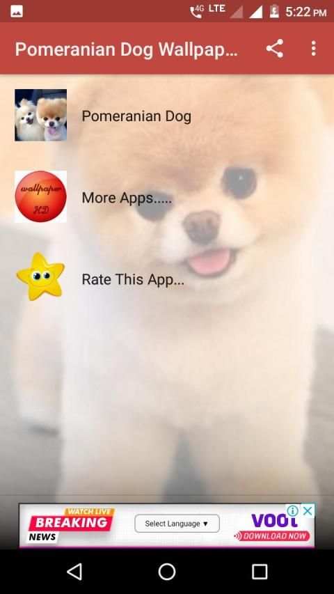 Pomeranian Dog Wallpapers HD screenshot 8
