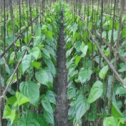 ikon পান-পাতার-উপকারিতা