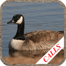 Goose hunting Calls आइकन