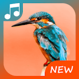 ikon Bird call - sounds &amp; ringtones