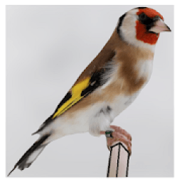 chardonneret chant gratuit icon