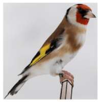 chardonneret chant gratuit on 9Apps