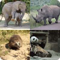 Adivina que animal es - Quiz Game