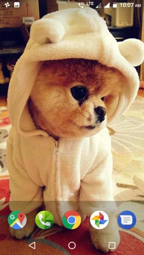 Pomeranian Dog Wallpapers HD screenshot 7