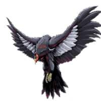 BLACK BIRD QUIZ AND ARTICIAL