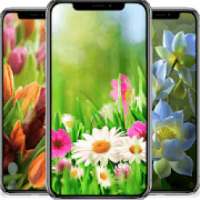 Flower Wallpapers 4K on 9Apps