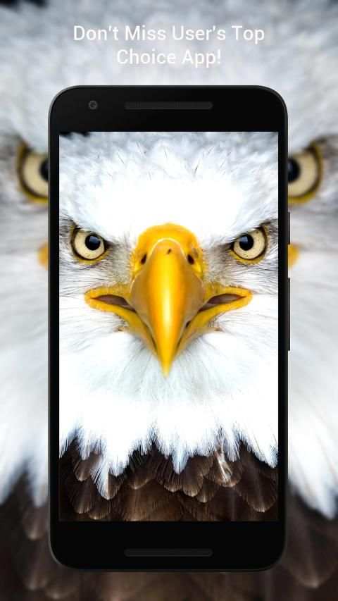 Panduan Eagle Wallpaper Hd screenshot 13