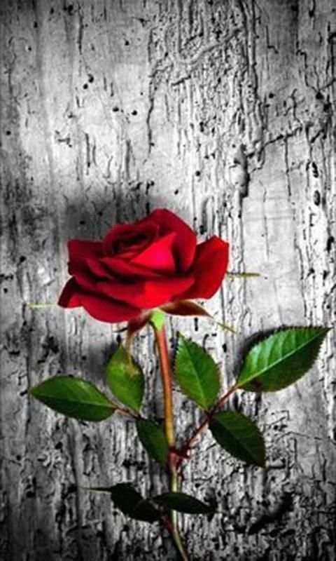 Imágenes De Flores y Rosas Románticas screenshot 2
