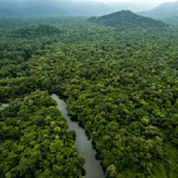 ikon Amazon Rainforest The Best