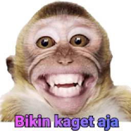 Sticker Monyet 1.0