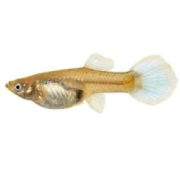 Cria Guppy 9.8