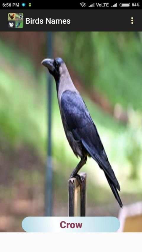 Birds Names स्क्रीनशॉट 3